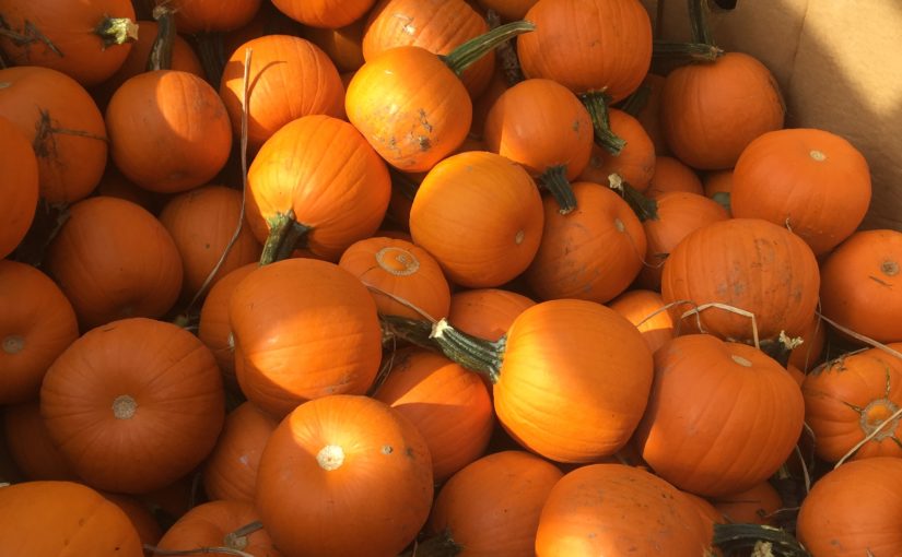 Pumpkins 2021